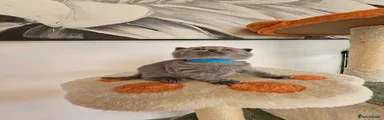 British Shorthair Kitten 5