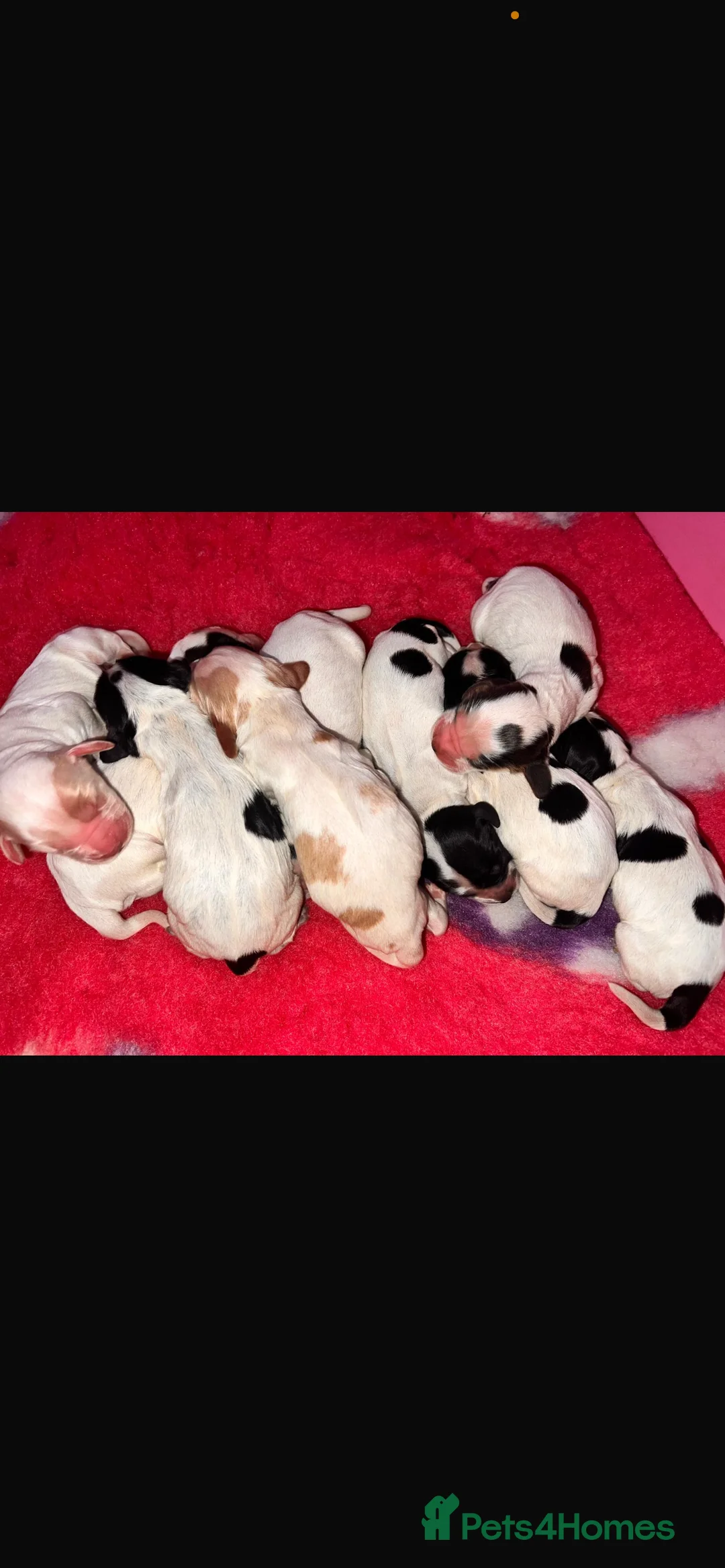 Cocker Spaniel dogs for stud: 2 PROVEN/HEALTH CLEAR KC Show Cocker Spaniels Stud in Shildon - Advert 32