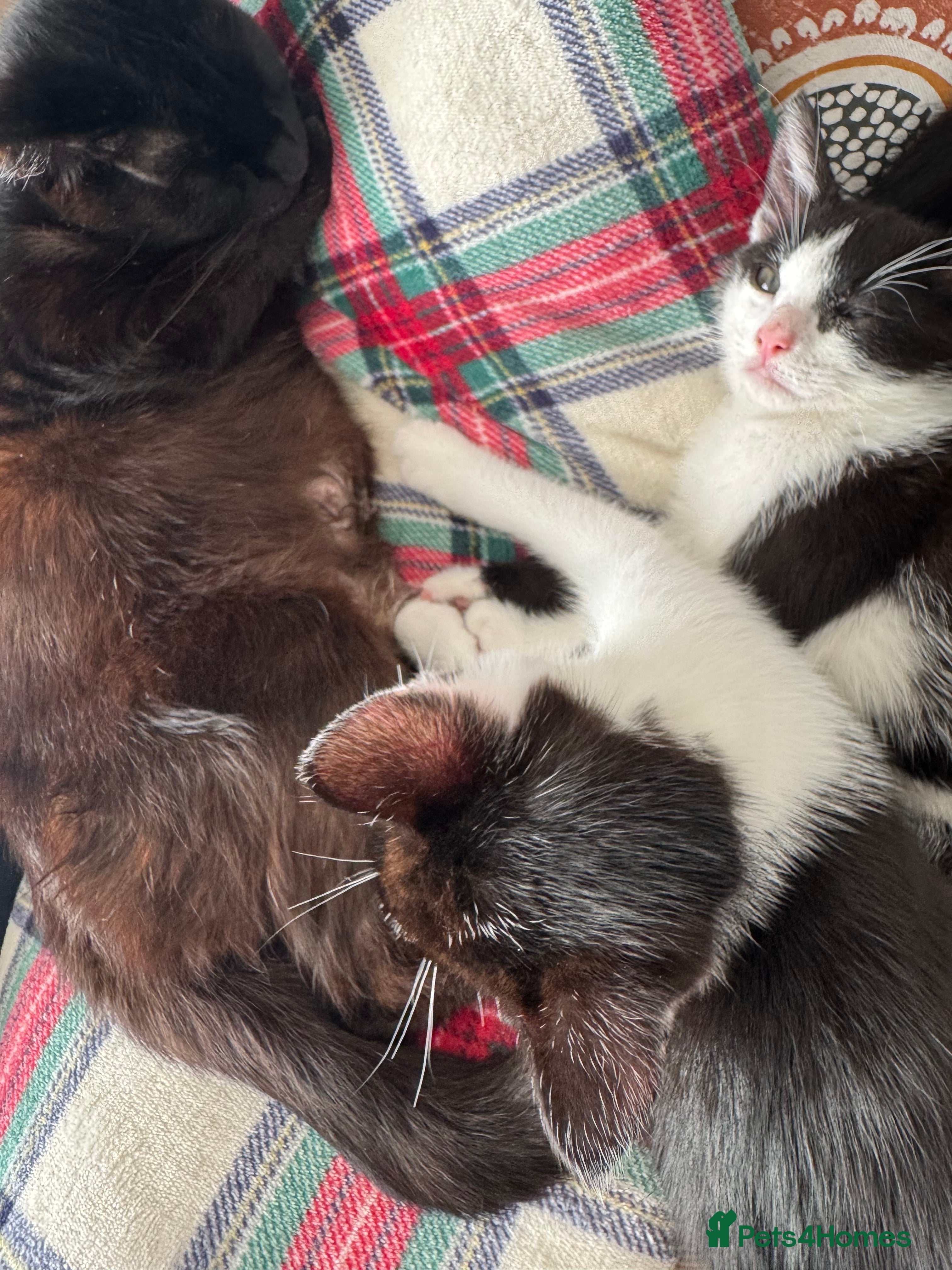 Mixed Breed cats for sale: 4 kittens For sale | £30 read description please  in Bolton - Advert 4