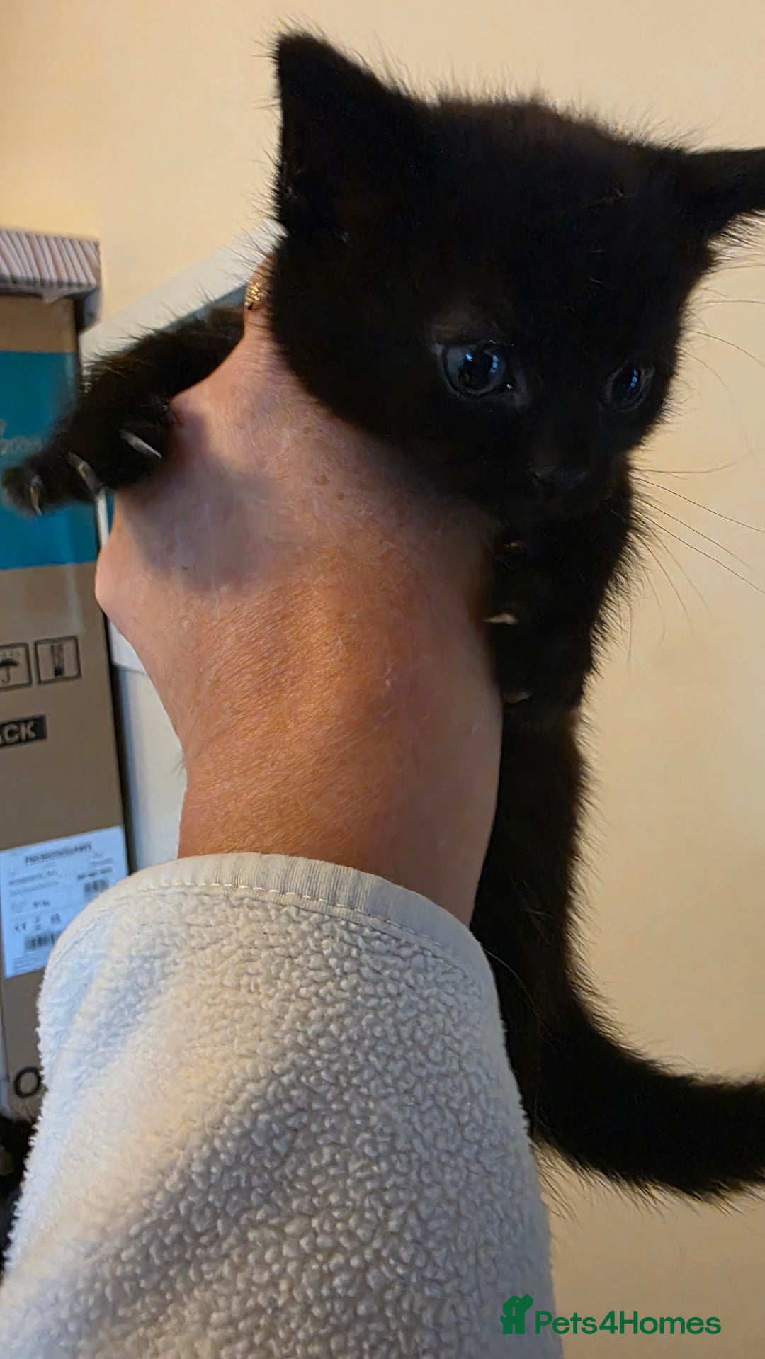 Domestic Shorthair cats for sale: Kittens for sale  - Image 6