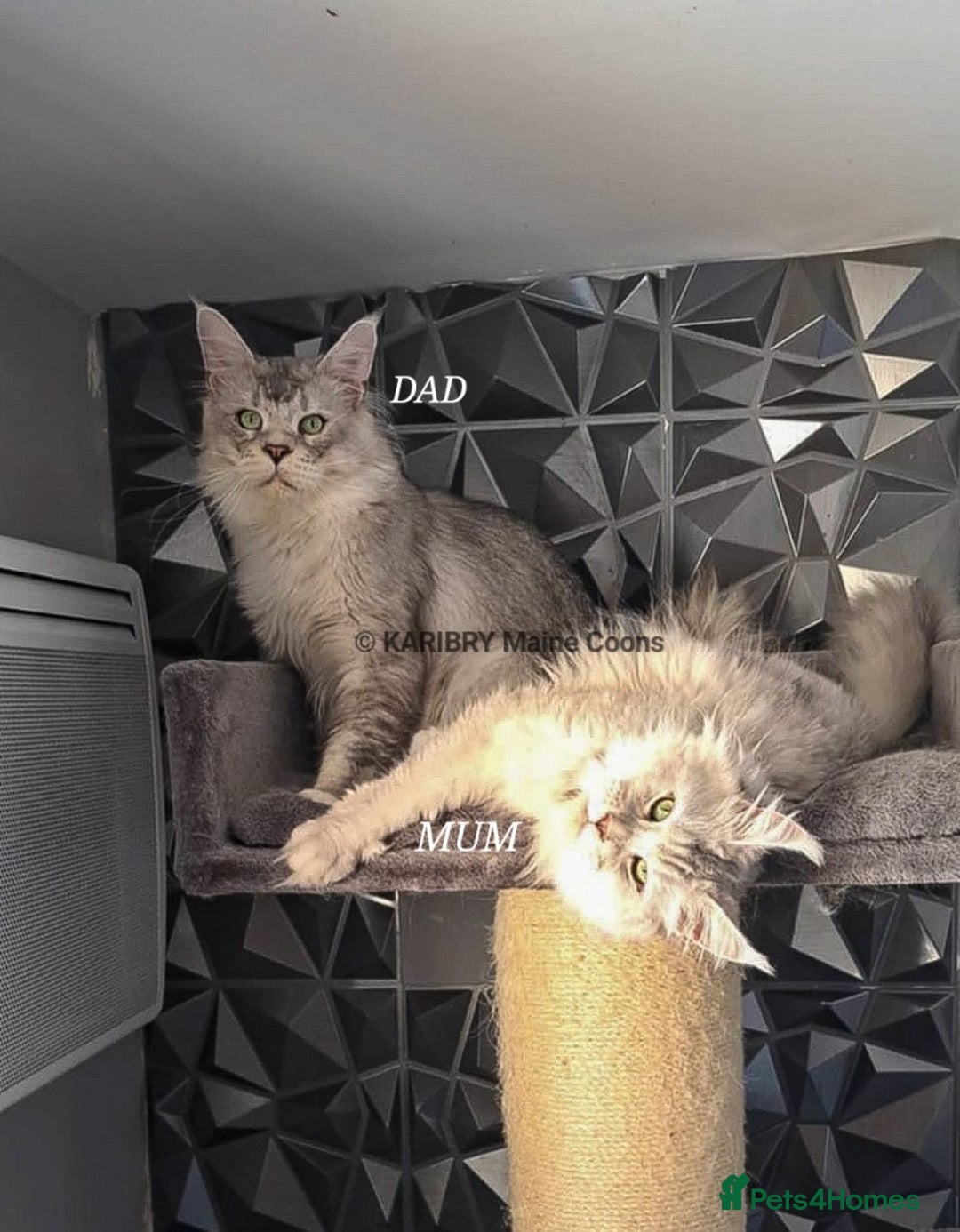 Maine Coon cats for sale: QUALITY TICA Registered Shaded,Shell ACTIVE - Advert 15