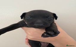 Italian Greyhound dogs for sale: Beautiful Italian Greyhound puppies for sale  - Image 17