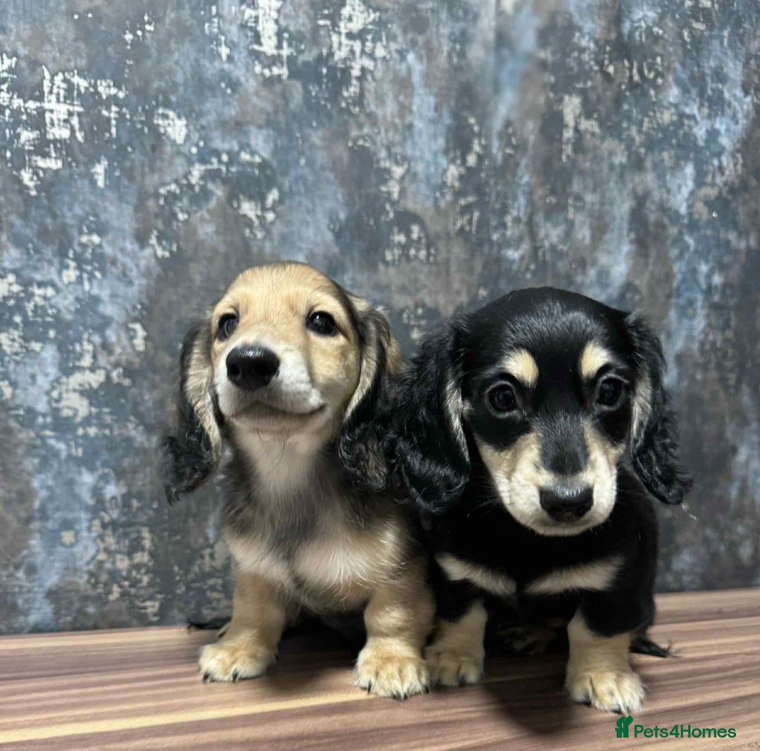Dachshund dogs for sale: Miniature dachshund puppies  - Image 5