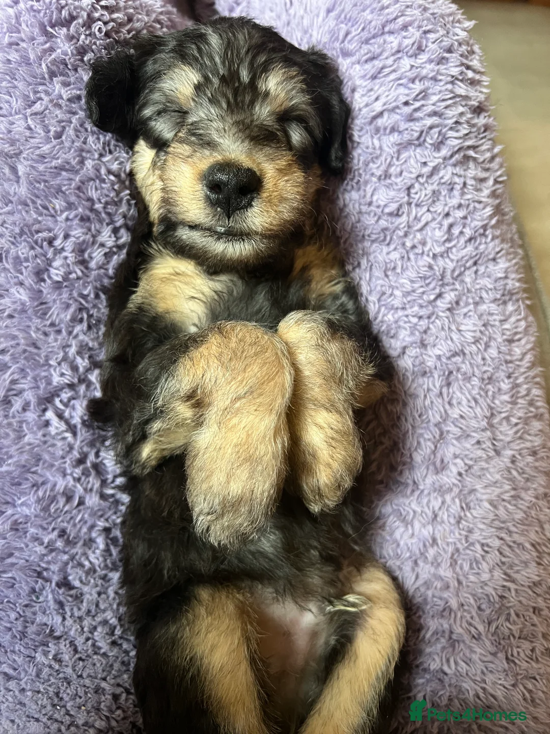 Mixed Breed dogs for sale: Bedlington Whippet pups - 2 boys and 2 girls left - Advert 4