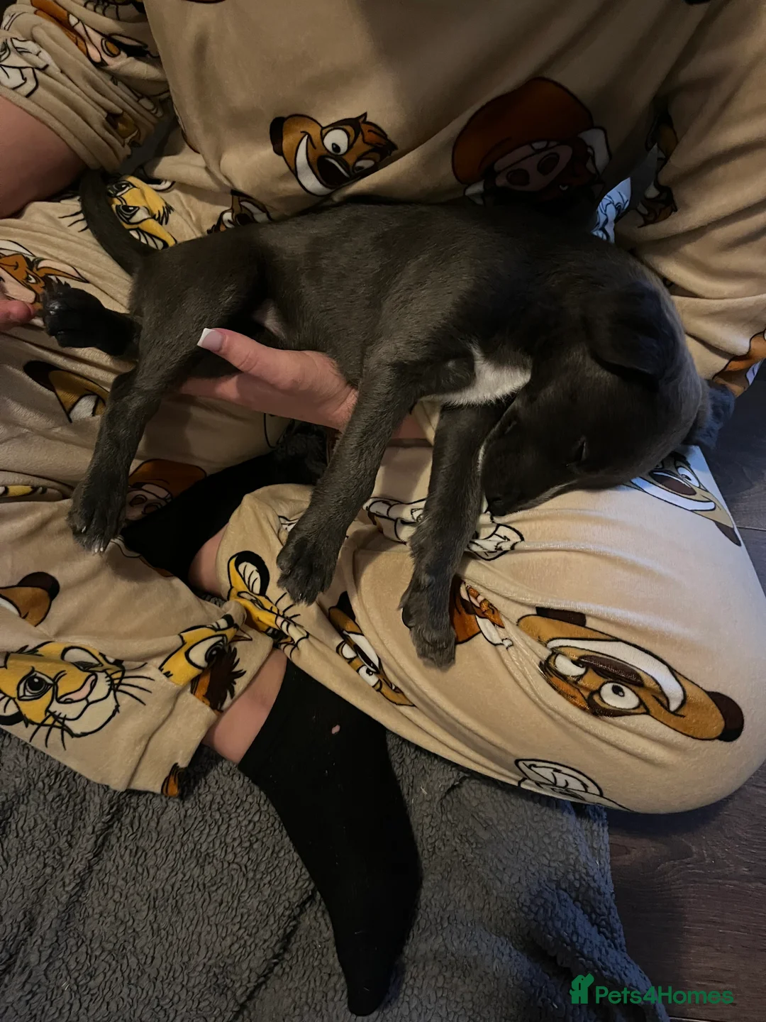 Lurcher dogs for sale: Bedlington Whippet pups for sale - Advert 18