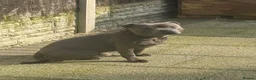 Staffordshire Bull Terrier dogs for stud: Spartan Zeus  in Nottingham - Advert 3