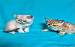 British Shorthair cats for sale: 🐾Purebred BSH kittens🐾 - Image 15