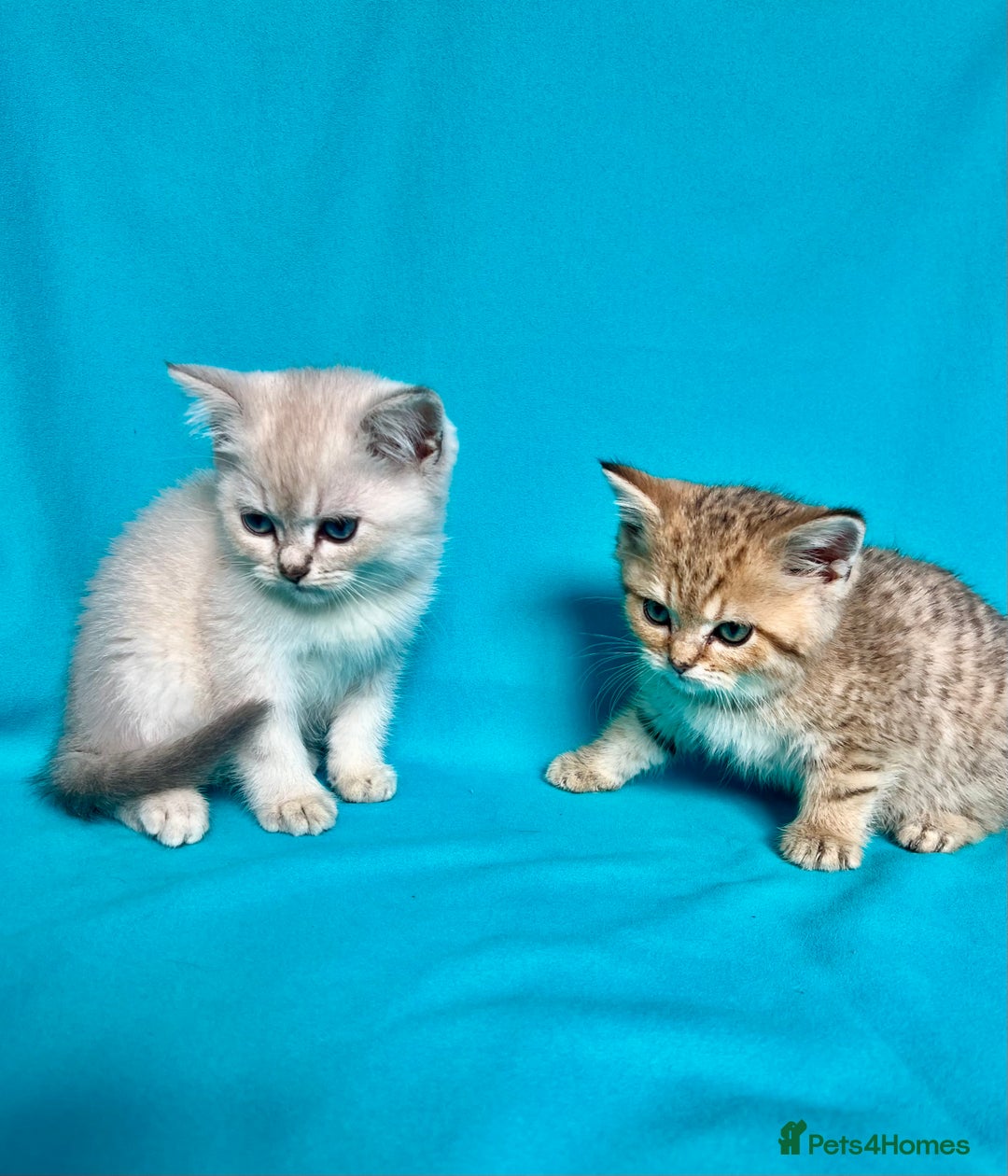 British Shorthair cats for sale: 🐾Purebred BSH kittens🐾 - Image 15
