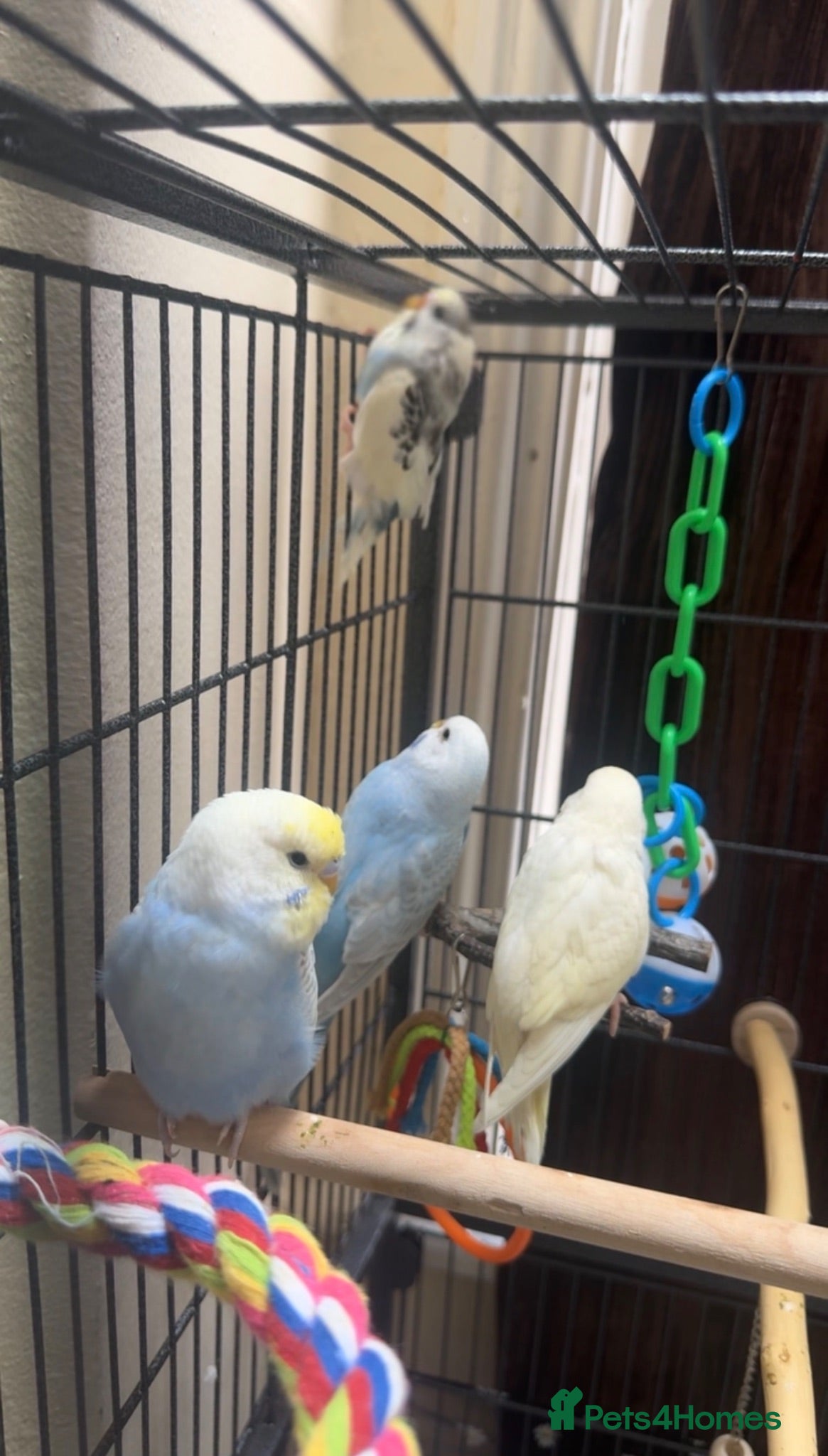 Budgerigars birds Budgies at different colours.   - Advert 17