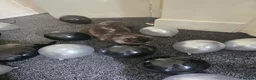Mixed Breed cats for sale: Female cat (neutered) 18 months old  in Manchester - Advert 3