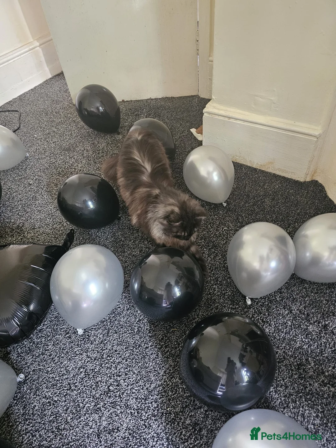 Mixed Breed cats for sale: Female cat (neutered) 18 months old  in Manchester - Advert 3