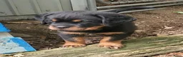 Rottweiler dogs for sale: Family raised rottie lovx pups - Advert 2