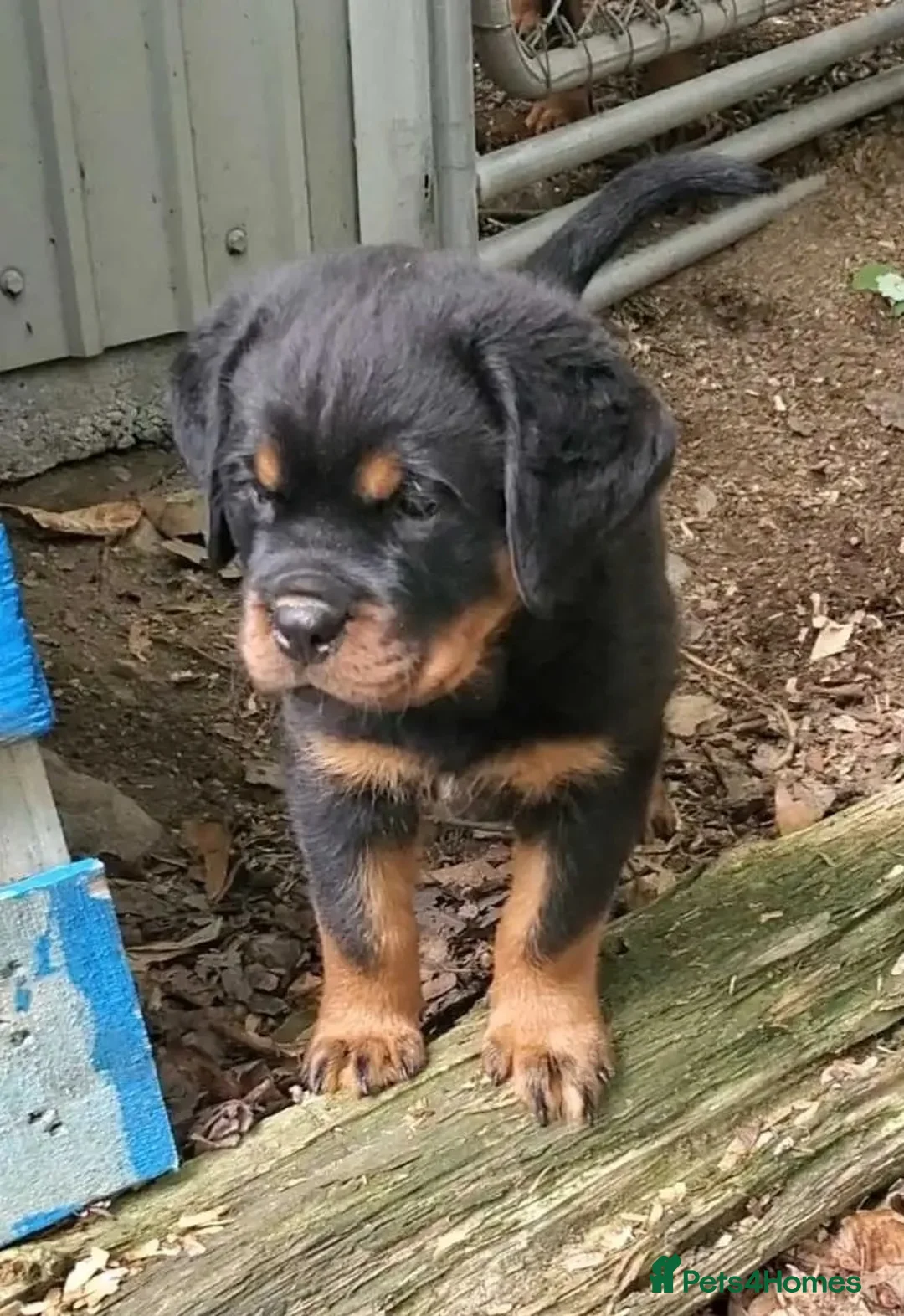 Rottweiler dogs for sale: Family raised rottie lovx pups - Advert 2
