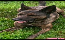 Belgian Shepherd Dog dogs for sale: Belgium Shepard girl needs new home - Image 1