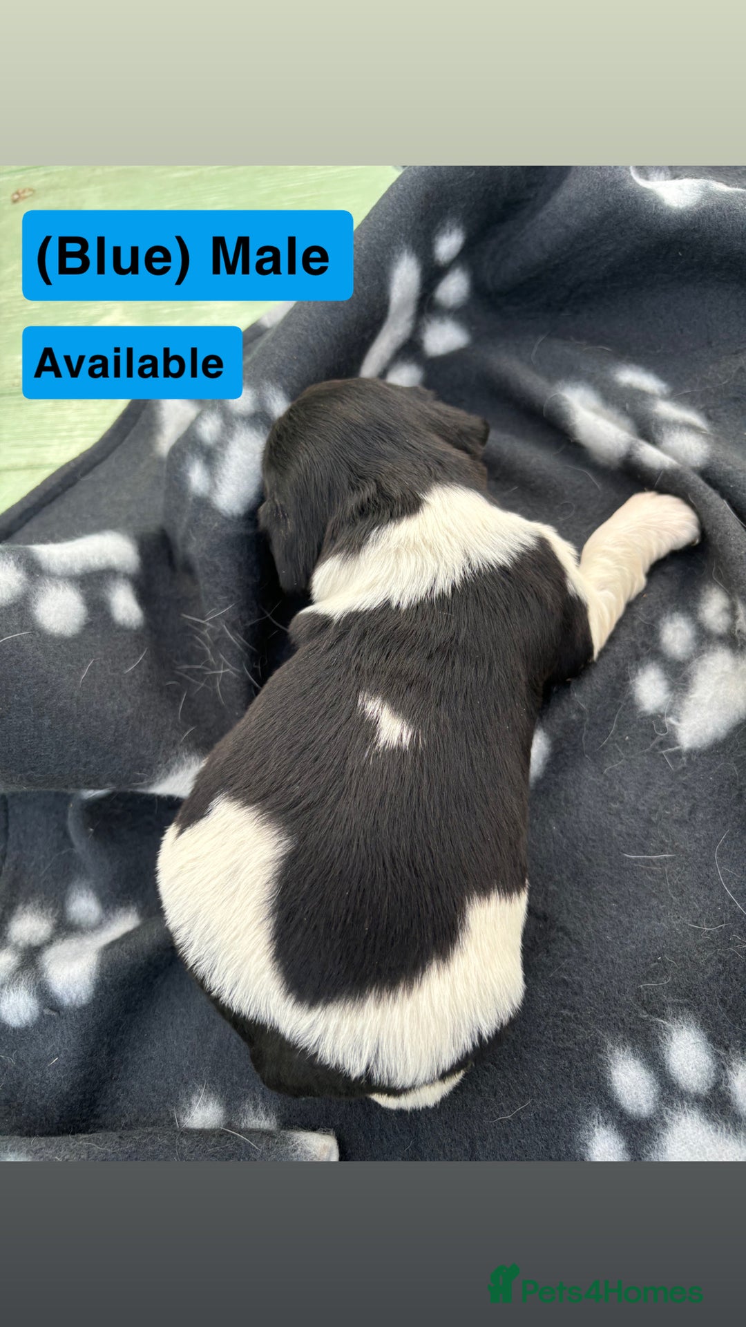 English Springer Spaniel dogs for sale: Gorgeous marked English Springer Spaniel pups  - Image 30