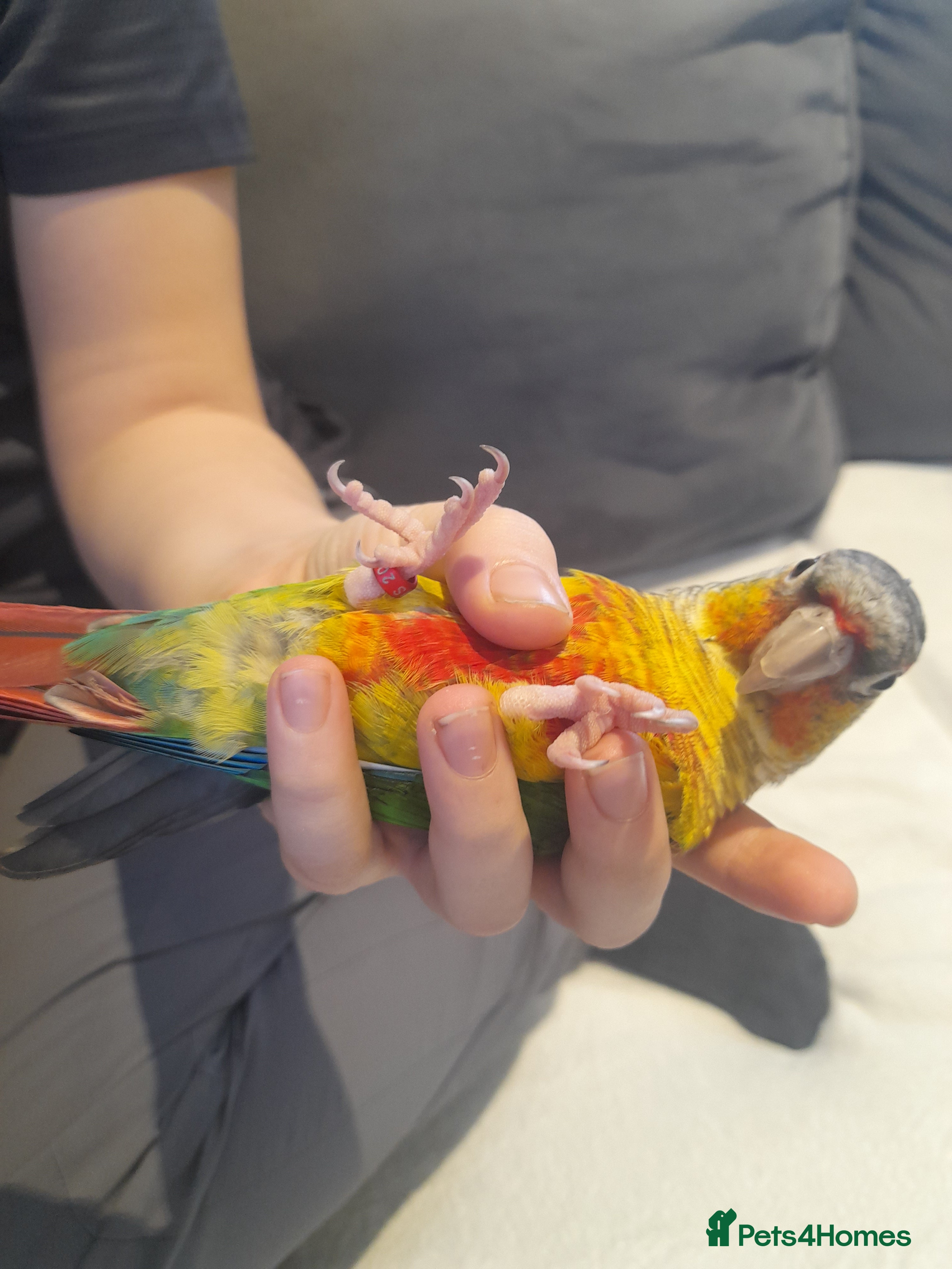Conures birds Hand reared hand tame pineapple green cheek conure - Advert 1