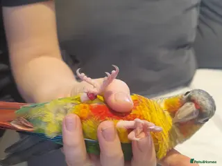 Conures birds Hand reared hand tame pineapple green cheek conure - Advert 2