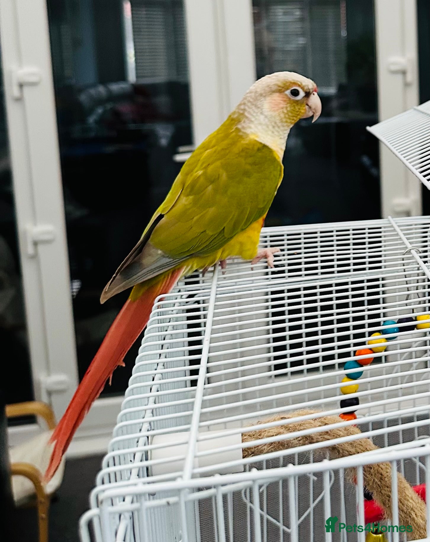 Conures birds Pineapple DNA sexed male Conures - Advert 21