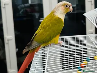 Conures birds Pineapple DNA sexed male Conures - Advert 21