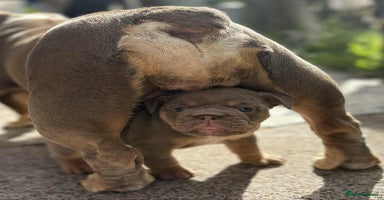 English Bulldog dogs - Advert 1