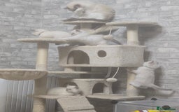 Ragdoll cats for sale: 3 KITTENS 🐱 RAGDOLL🐾  🌸🌿 Blue Point Silky💫🐾* - Image 2