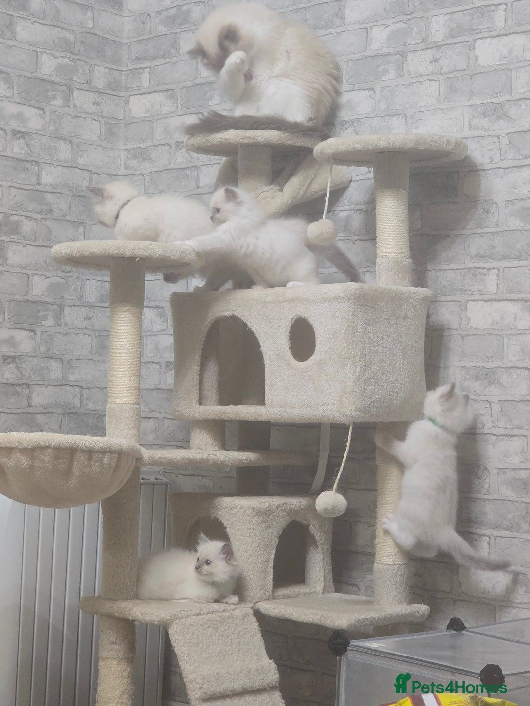 Ragdoll cats for sale: 3 KITTENS 🐱 RAGDOLL🐾  🌸🌿 Blue Point Silky💫🐾* - Image 2
