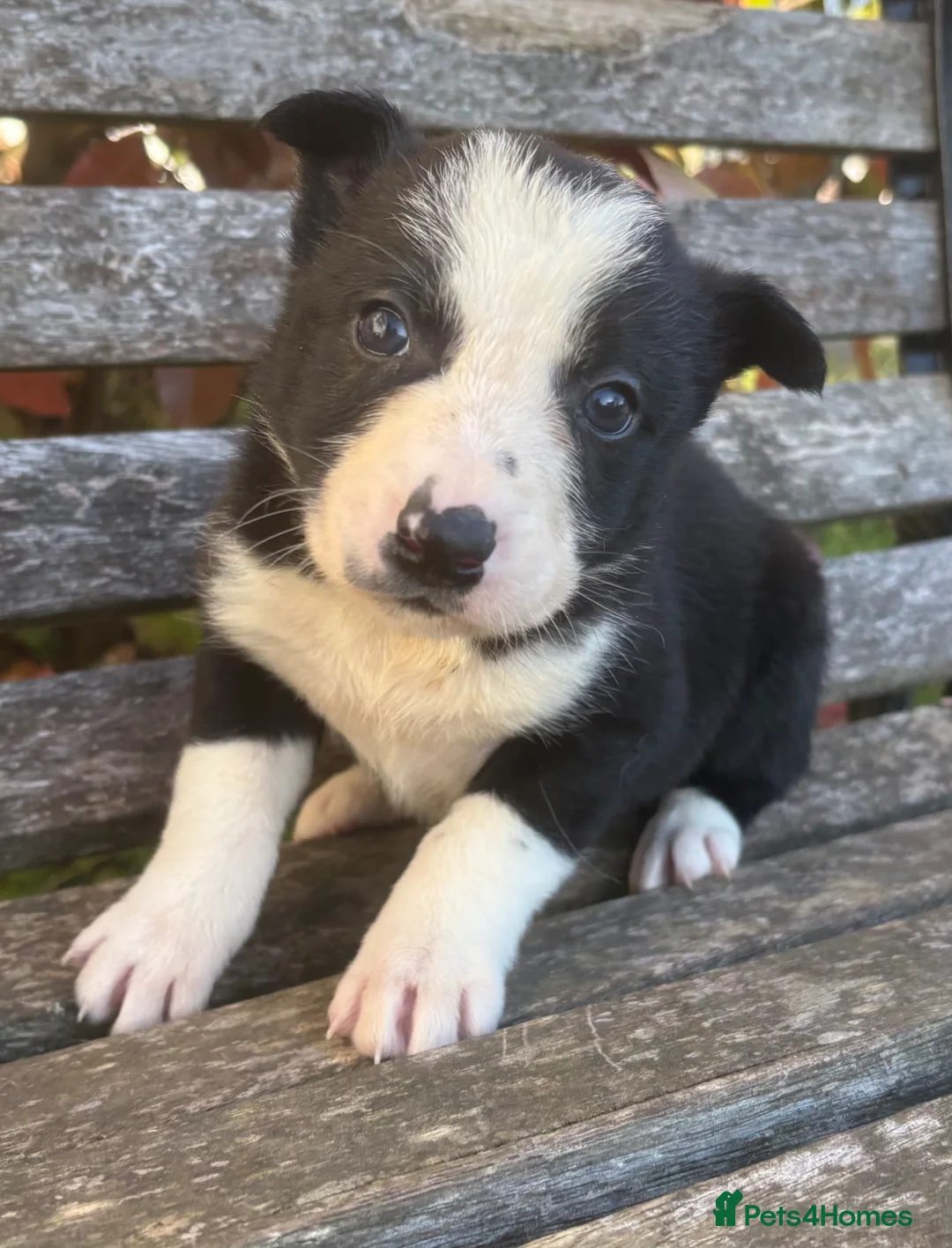 Border Collie dogs for sale: Border Collie puppies  - Advert 2