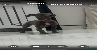 Whippet dogs - Advert 7