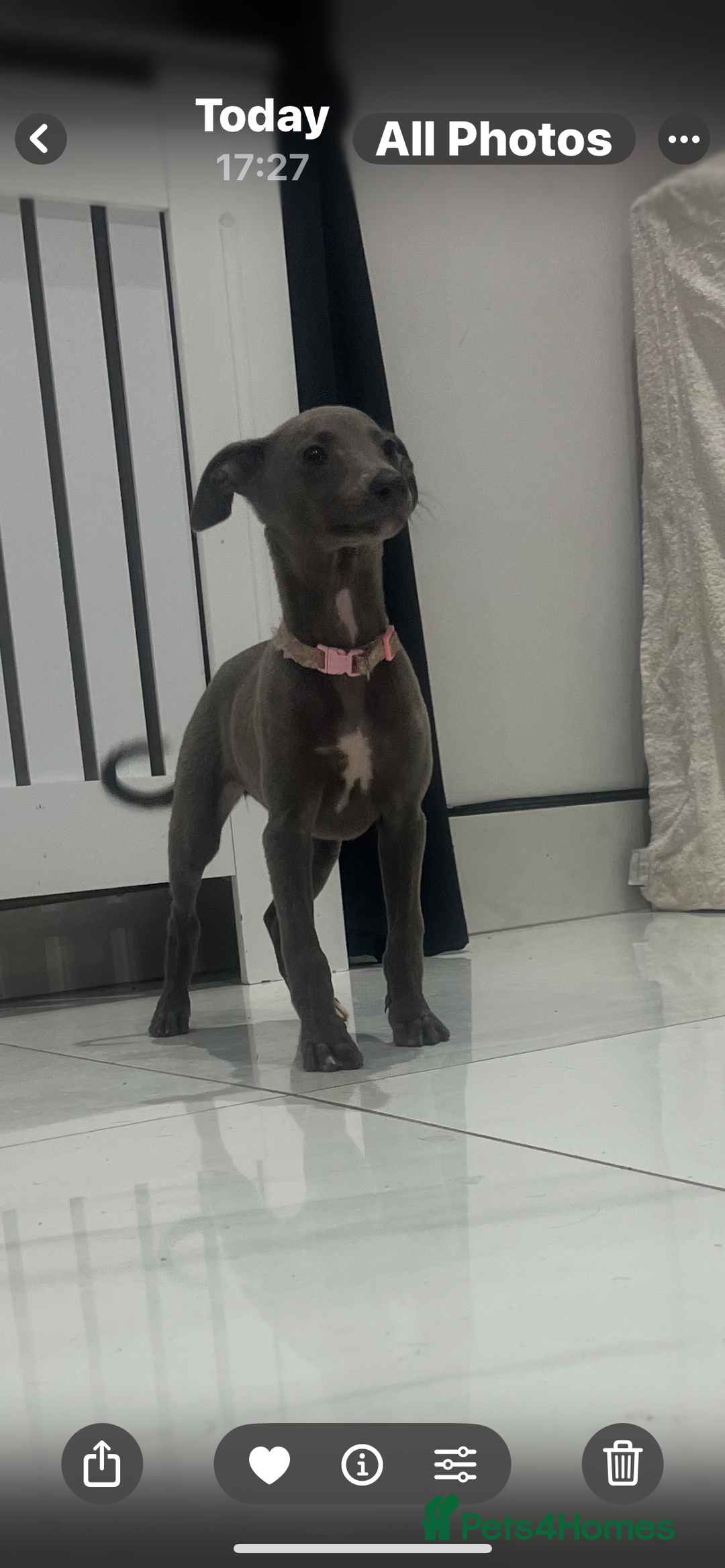 Whippet dogs for sale: 9 weeksold blue whippets ready to leave  - Image 3