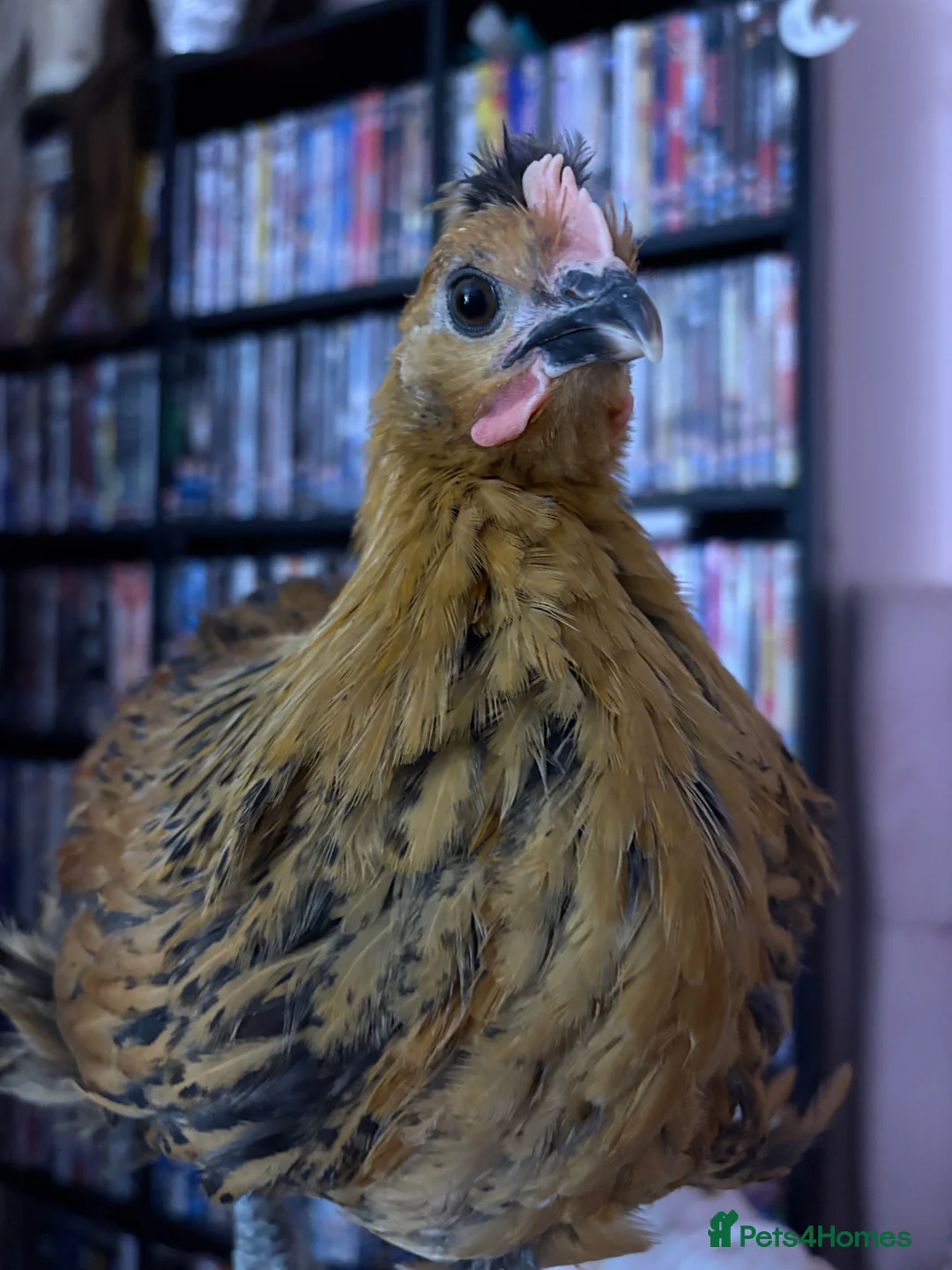 Chickens poultry for sale: friendly rooster  - Advert 3