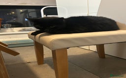 Mixed Breed cats for sale: 4 Loving Cats Seeking Forever Homes - Image 18