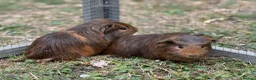 Guinea Pig rodents for sale: Bonded male guinea pigs  - Advert 4