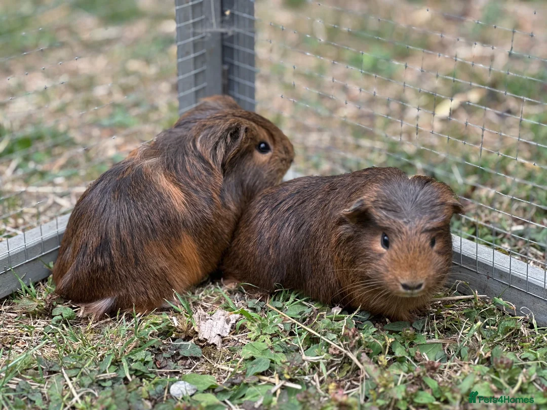 Guinea Pig rodents for sale: Bonded male guinea pigs  - Advert 4