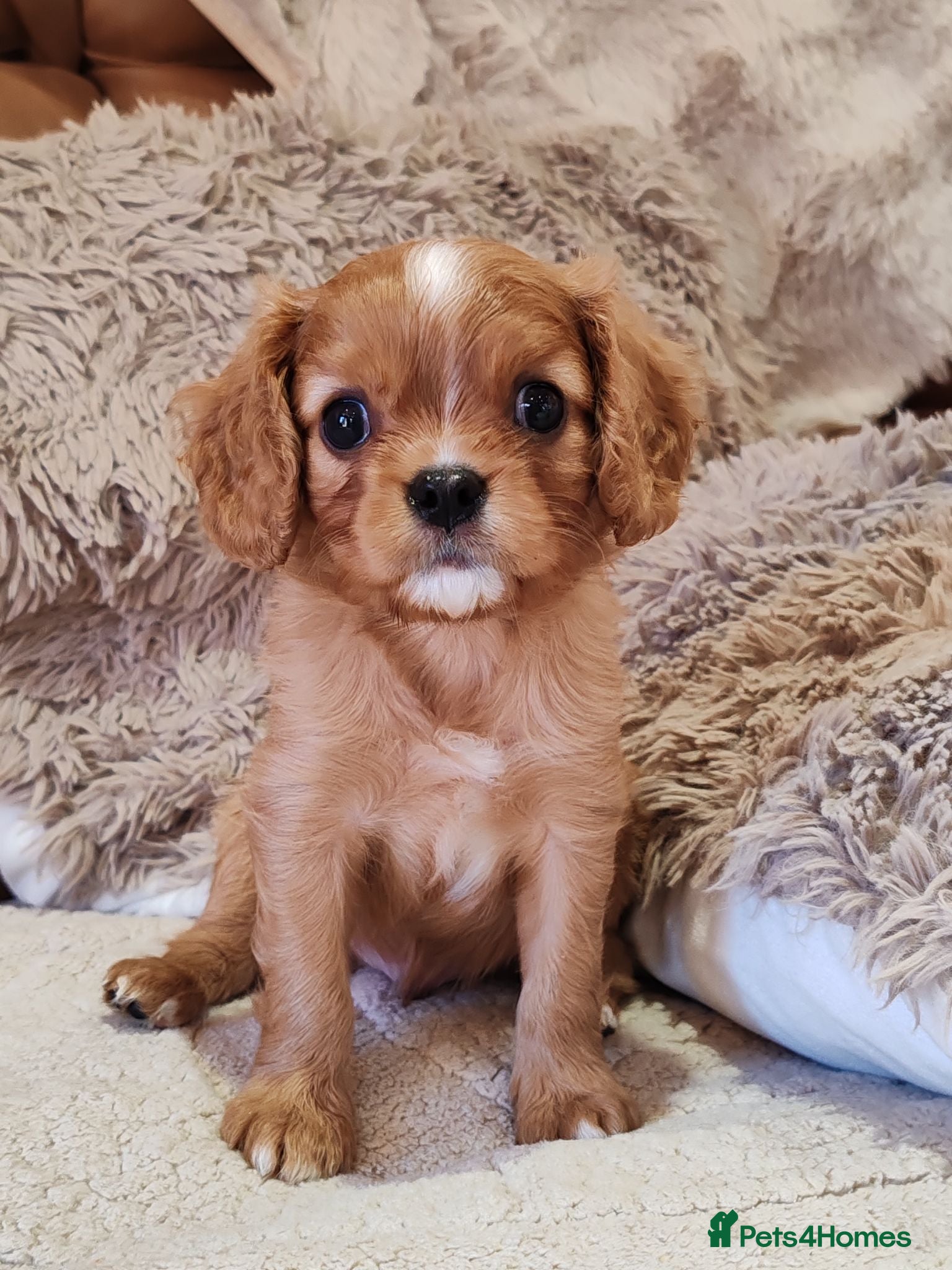 Cavalier King Charles Spaniel dogs KC Reg Ruby Male Available Doppler Tested Parents  - Advert 1