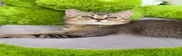 British Shorthair cats for sale: British shorthair golden adorable TICA - Advert 12