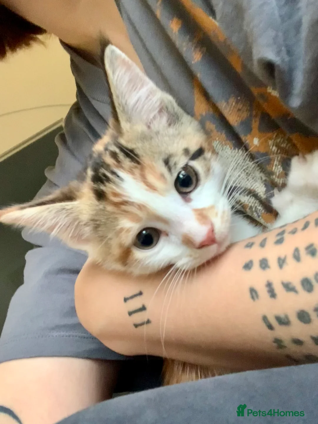 Mixed Breed cats for sale: READY TO GO little half Maine Coon kittens  - Advert 3