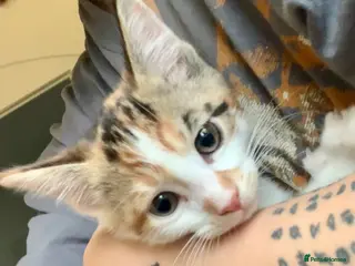 Mixed Breed cats READY TO GO little half Maine Coon kittens - Advert 2