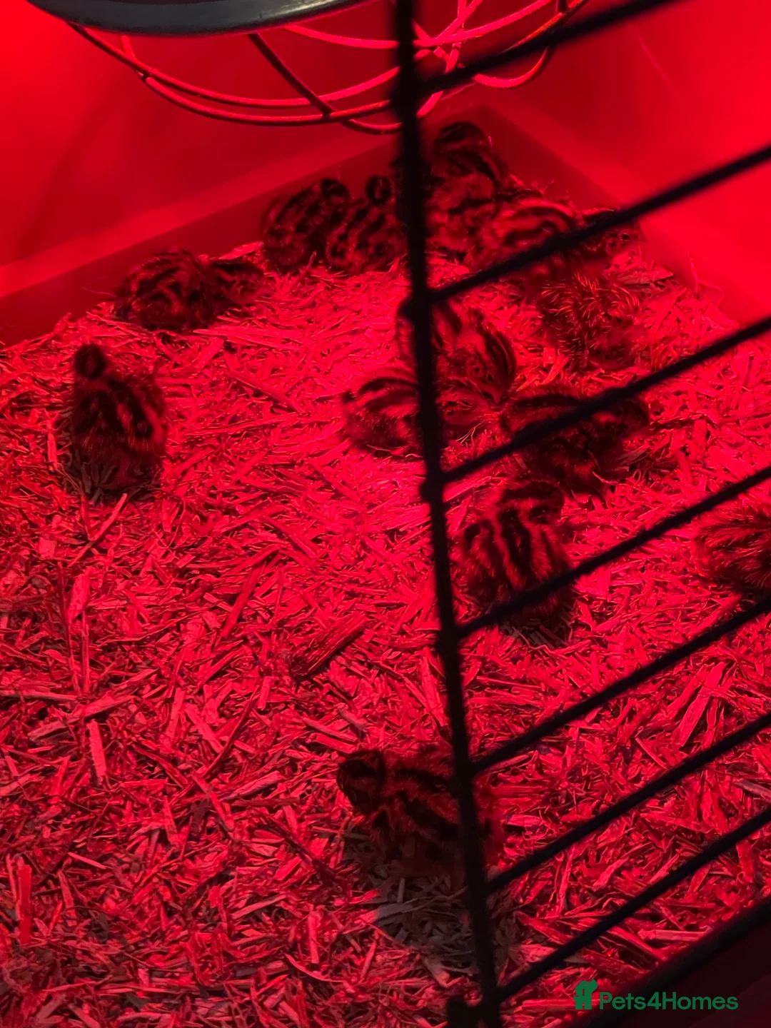 Quail poultry for sale: Japenese quails  in Sunderland - Advert 5