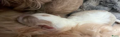 Cavapoo 6