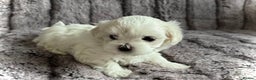 Maltese dogs for sale:  KC Registred Maltese puppies  - Advert 9
