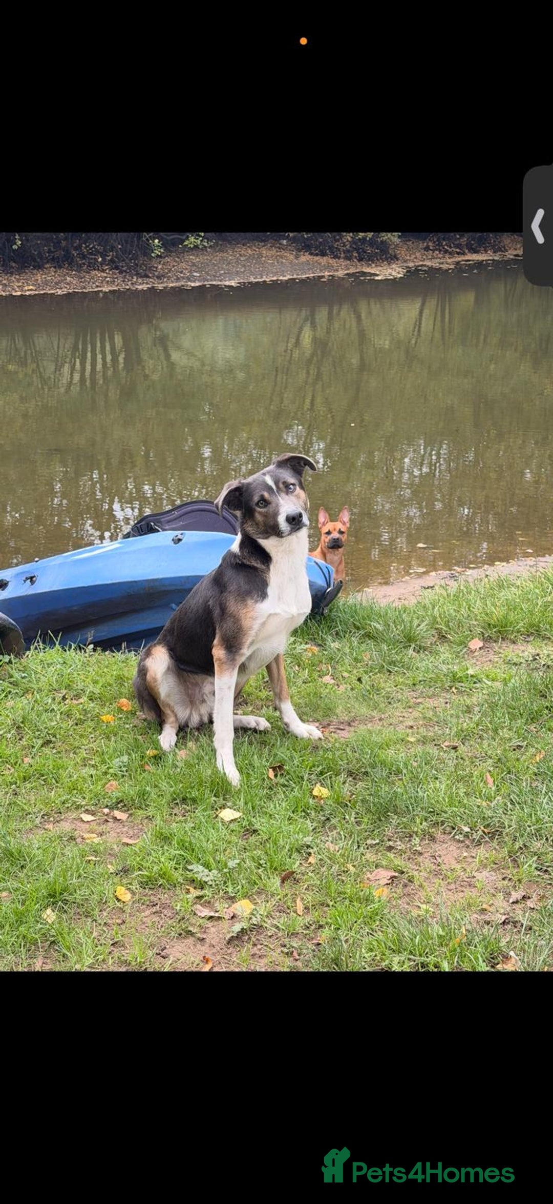 Mixed Breed dogs for sale: German shepherd X Border Collie  - Advert 11