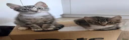 Maine Coon cats for sale: Maine Coon  - Advert 12