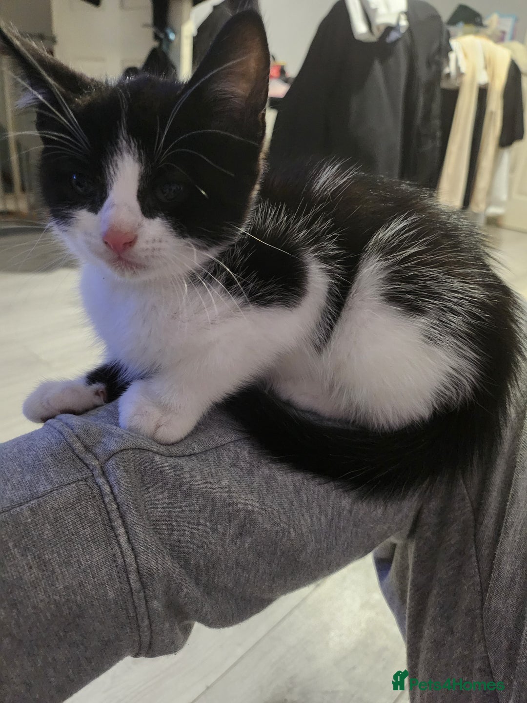 Mixed Breed cats for sale: Kittens  - Advert 14