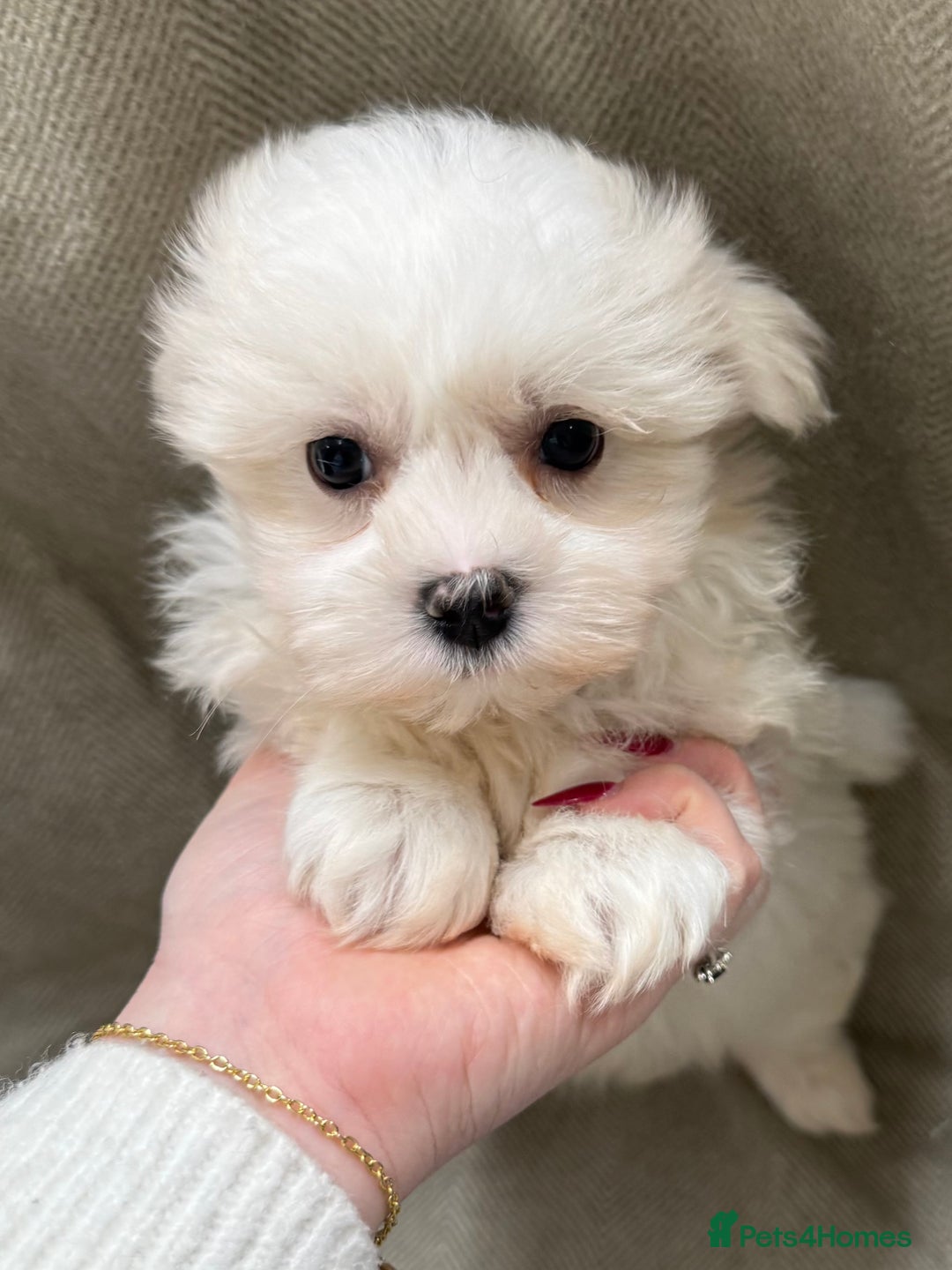 Maltese dogs for sale: Singleton male maltese - Advert 6