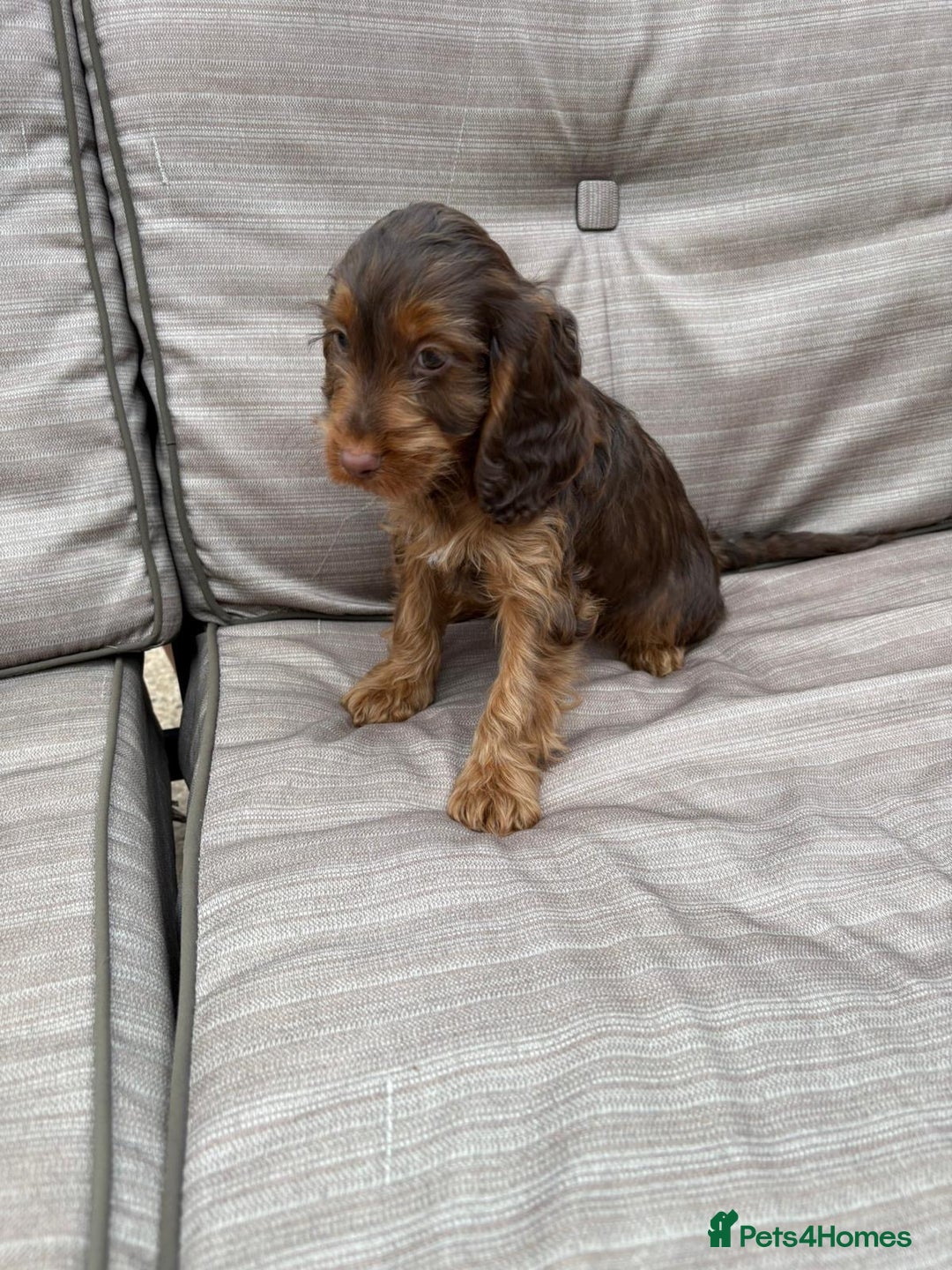 Cockapoo dogs for sale: Cockapoo  - Image 6