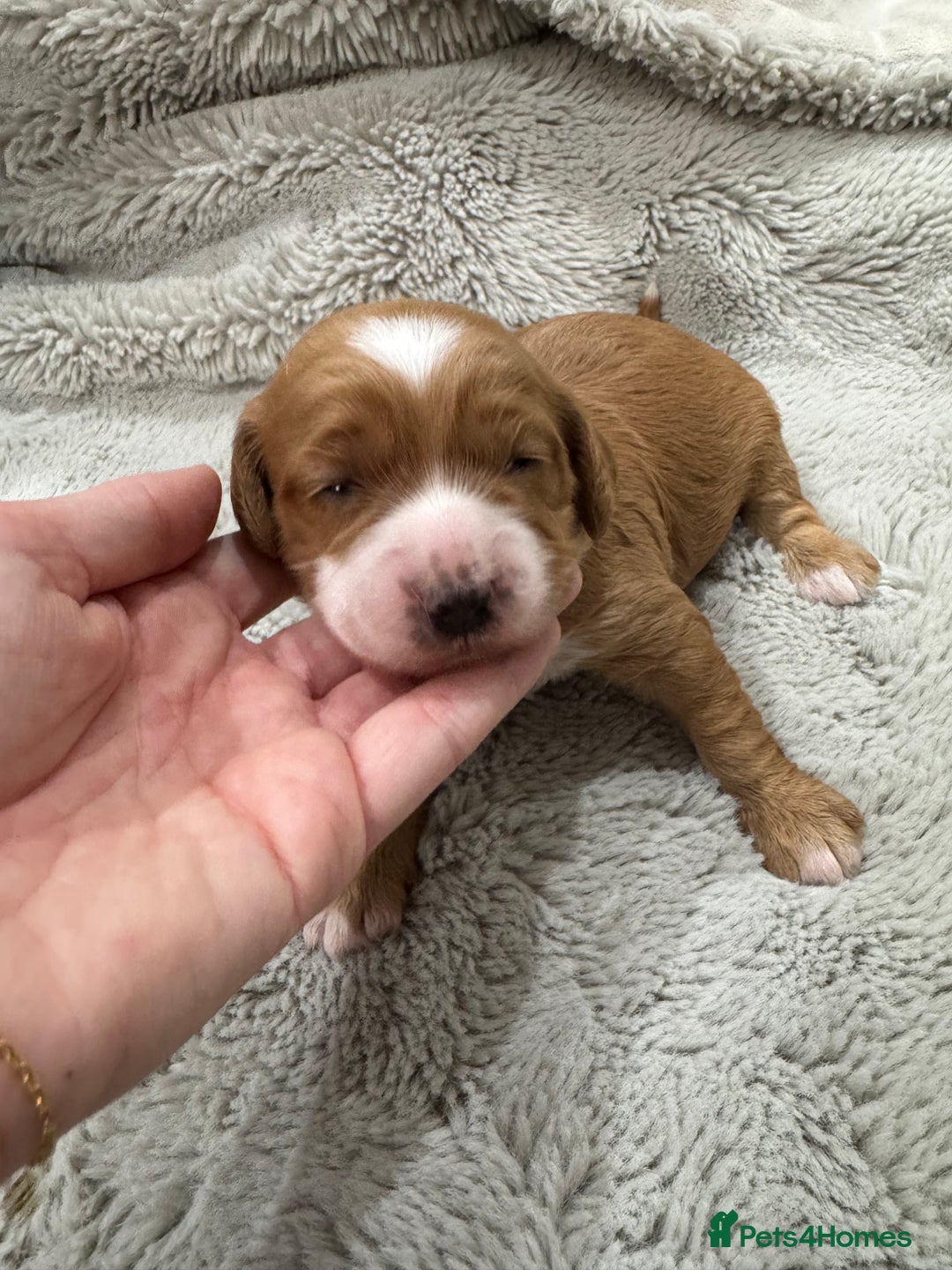 Cavapoo dogs for sale: Gorgeous health tested cavapoo puppies  - Advert 8