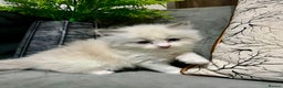 Ragdoll cats for sale: Ragdoll/Persian kittens - Advert 12