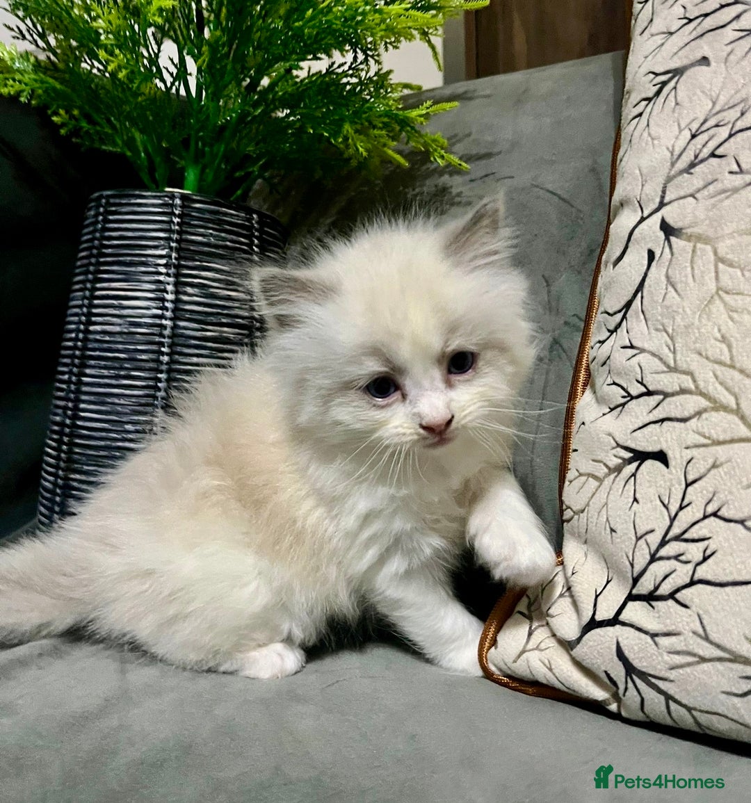 Ragdoll cats for sale: Ragdoll/Persian kittens - Advert 12