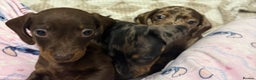 Miniature Dachshund dogs for sale: 3 Miniature dachshunds ⭐️1 GIRL, 2 BOYS⭐️ - Advert 4