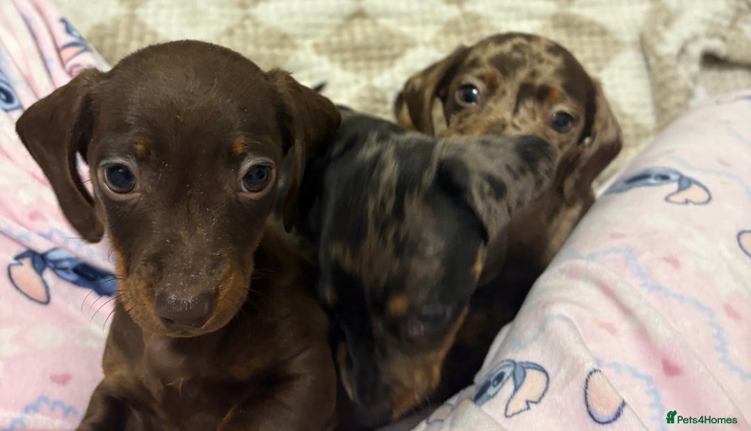 Miniature Dachshund dogs for sale: 3 Miniature dachshunds ⭐️1 GIRL, 2 BOYS⭐️ - Advert 4
